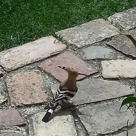 Panzió Girfalco Country House *